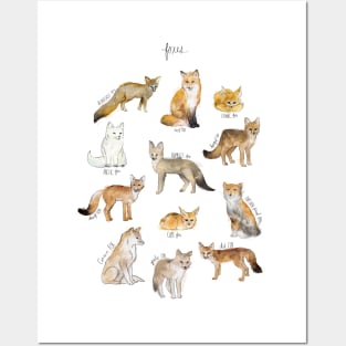 Foxes Posters and Art